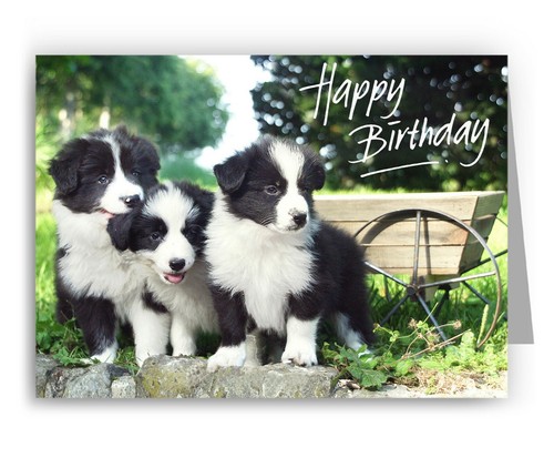 Border collie puppies - border, birthday