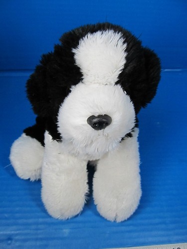 Aurora border collie puppy - aurora,
