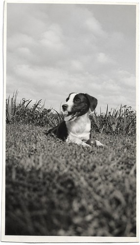 Border collie dog breed - border,